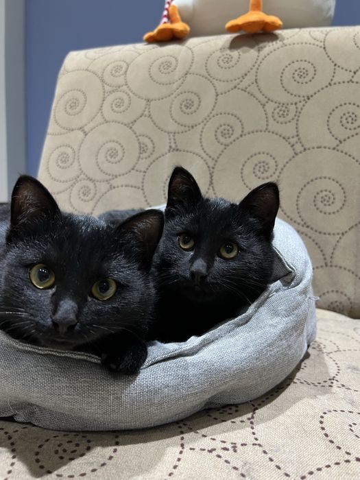 Ищем любящий дом котятам