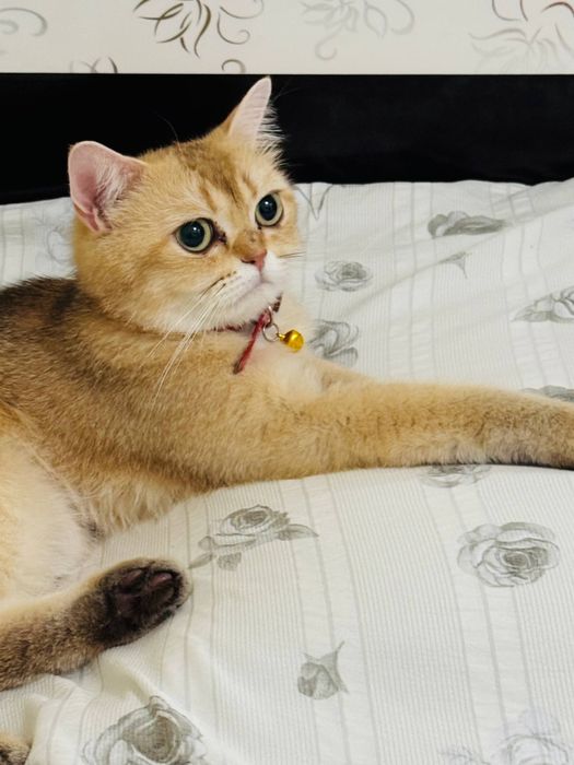 Золотая шиншилла