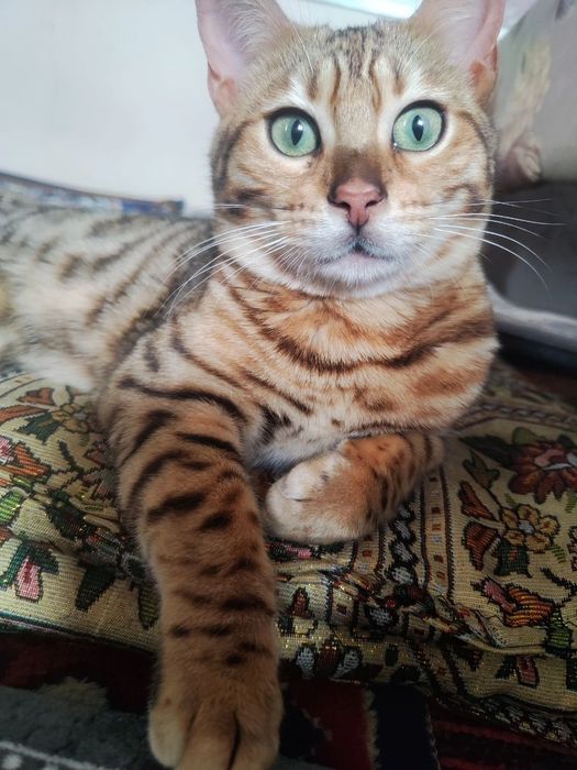 Bengal mushugi toza parodali