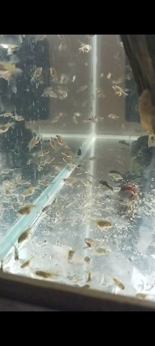 Мальки золотых рыб