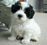 Bichon Maltez Mini Toy