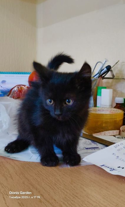 Котята домашние Кызылорда