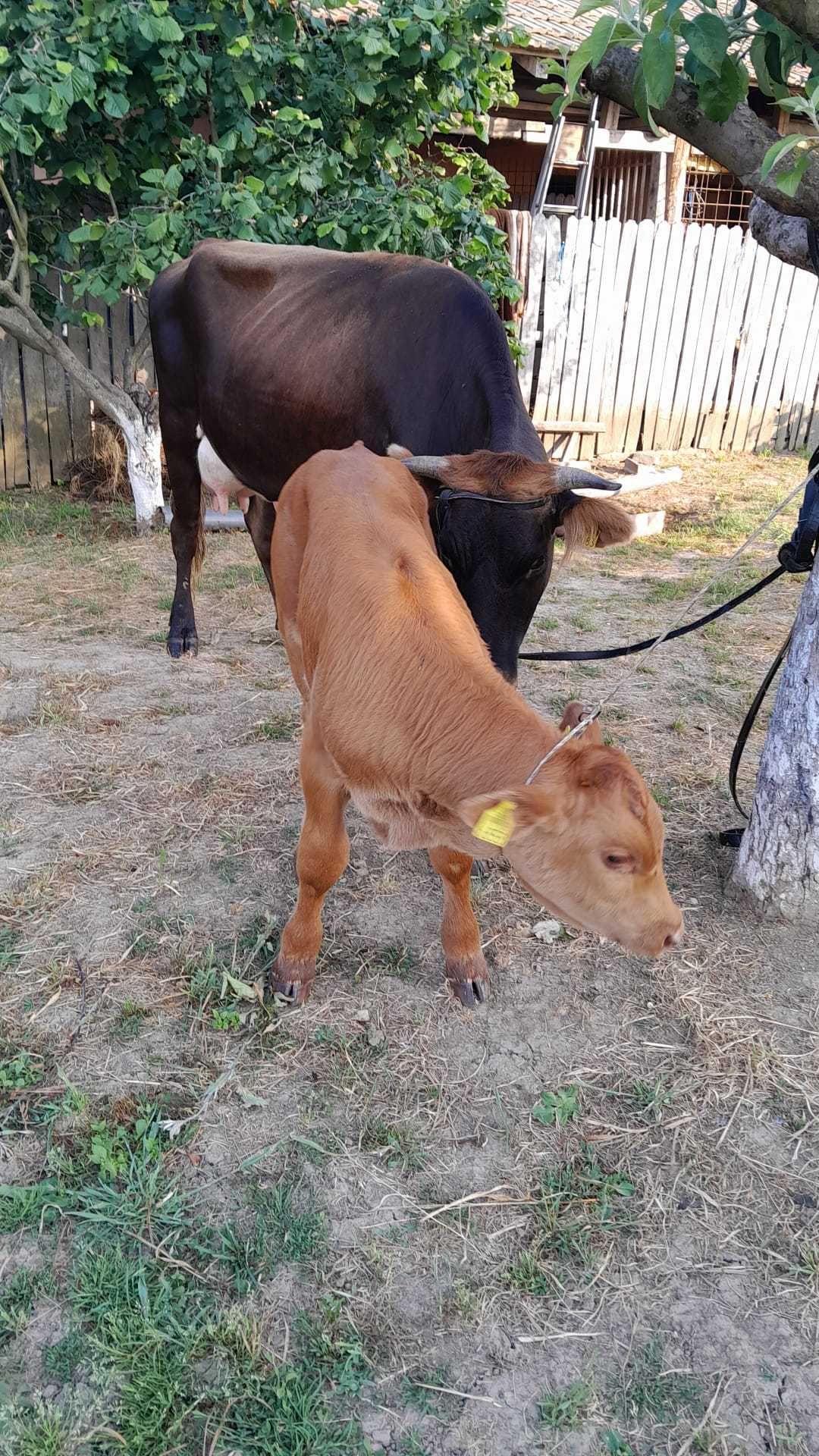 Juninca Baltata Romaneasca cu vitel de vanzare