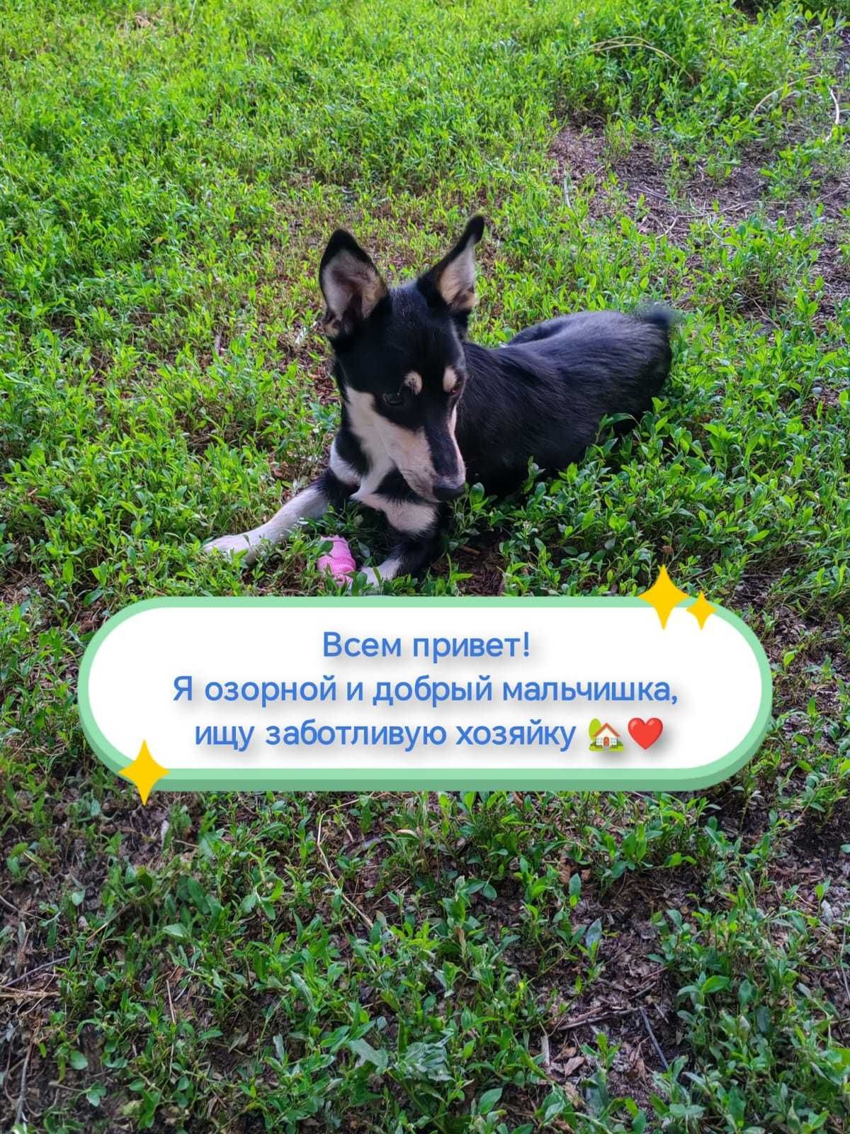 Озорной и добрый мальчишка ищет дом и заботливую хозяйку