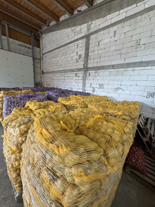 Cartofi olandezi calitate premium