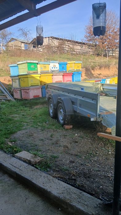 Vand lazi albine folosite