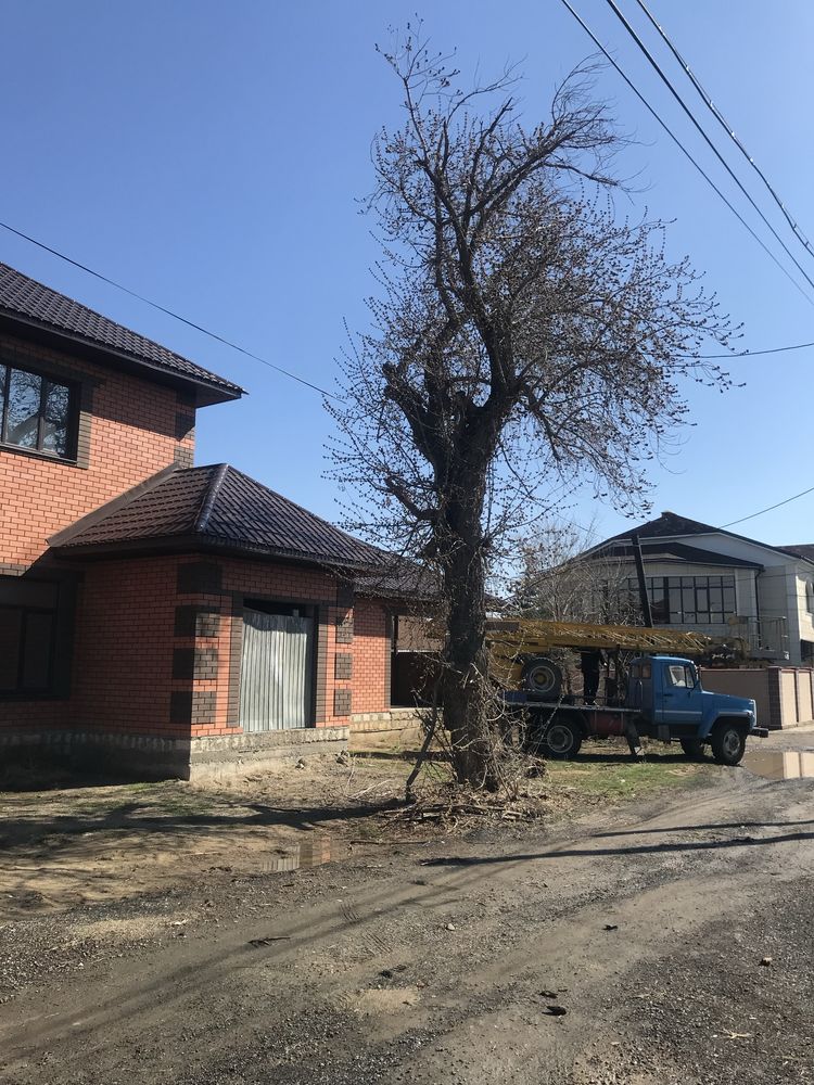 Спил деревьев, Агаш кесу, обрезка