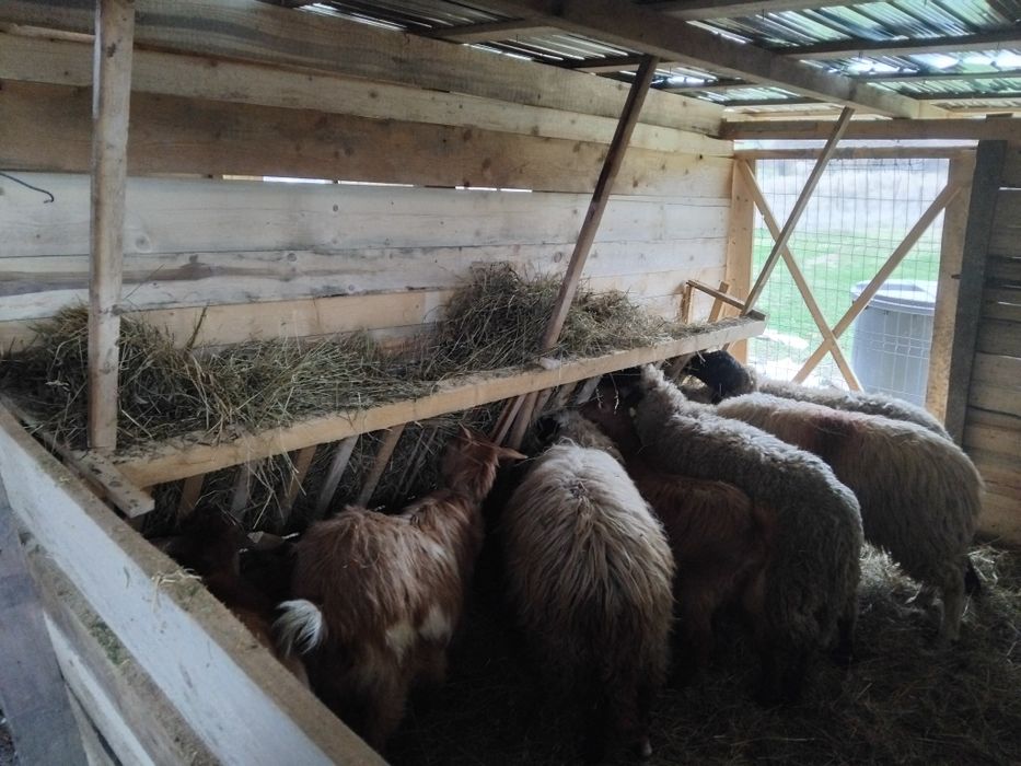 Vând sau schimb  capre