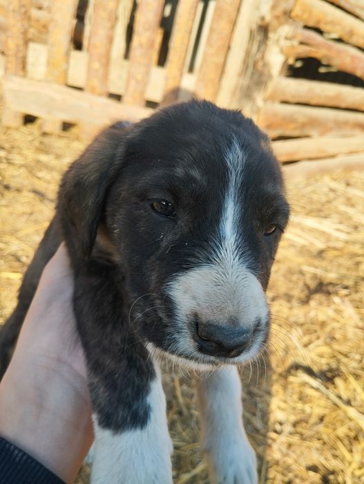 Кайынкаптал кушык сатылады акесымен шешесы сонында