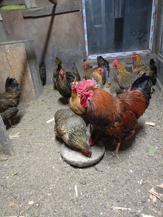 Продам курица ипетухами
