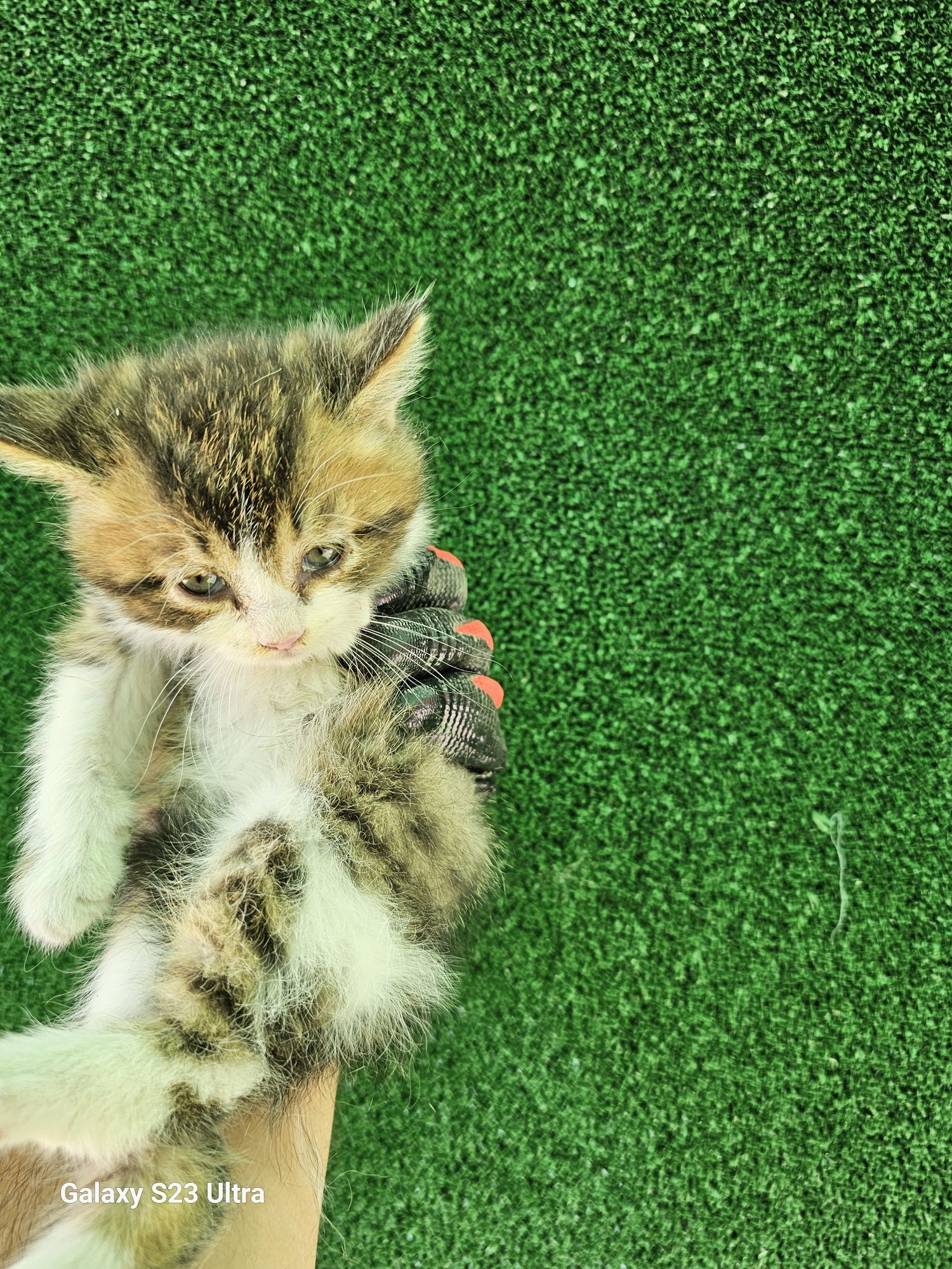 Персийски котенца
