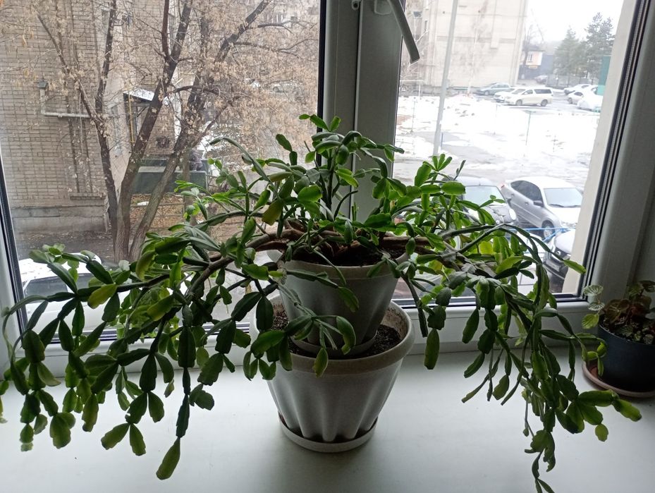 Продам большой декабрист.