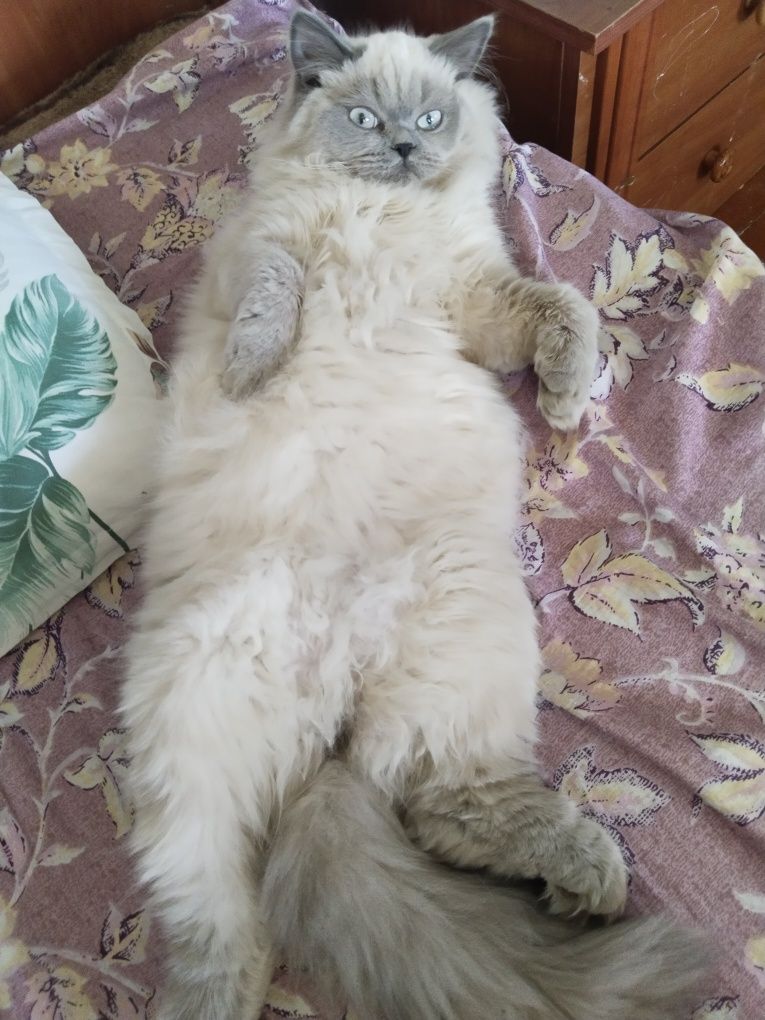 Продаётся котёнок Хайленд страйт