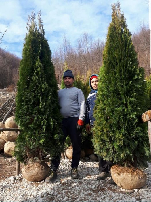 Tuia smaragd,columna