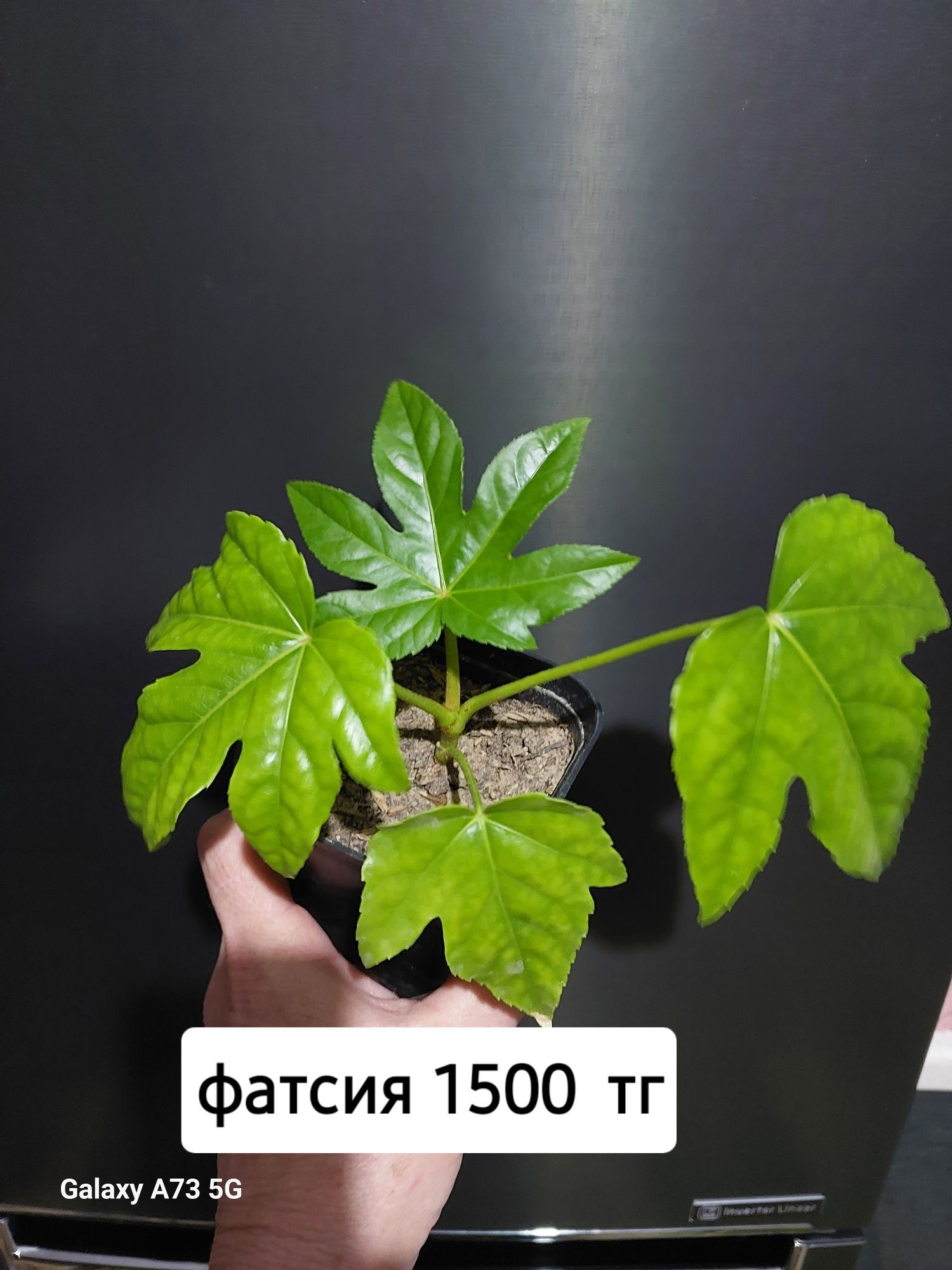 Комнатные цветы продам