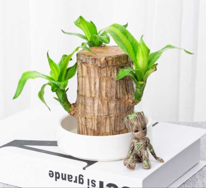 Подарок "Живое дерево"