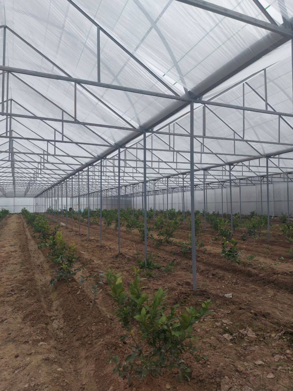 Продается дом 54 соток ферма