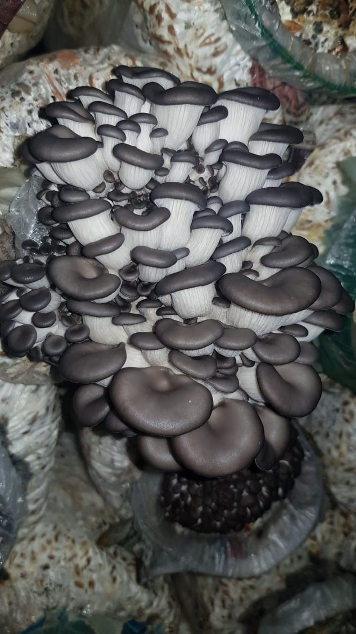 Мицелий грибов вешенки.