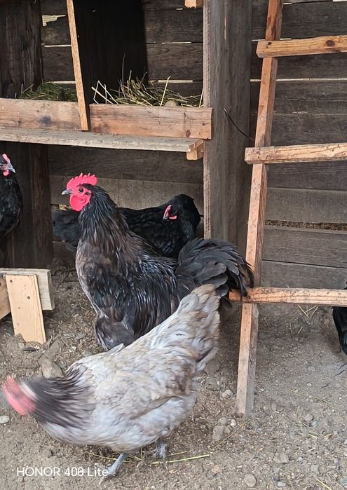 Cocoși australorp(pui)