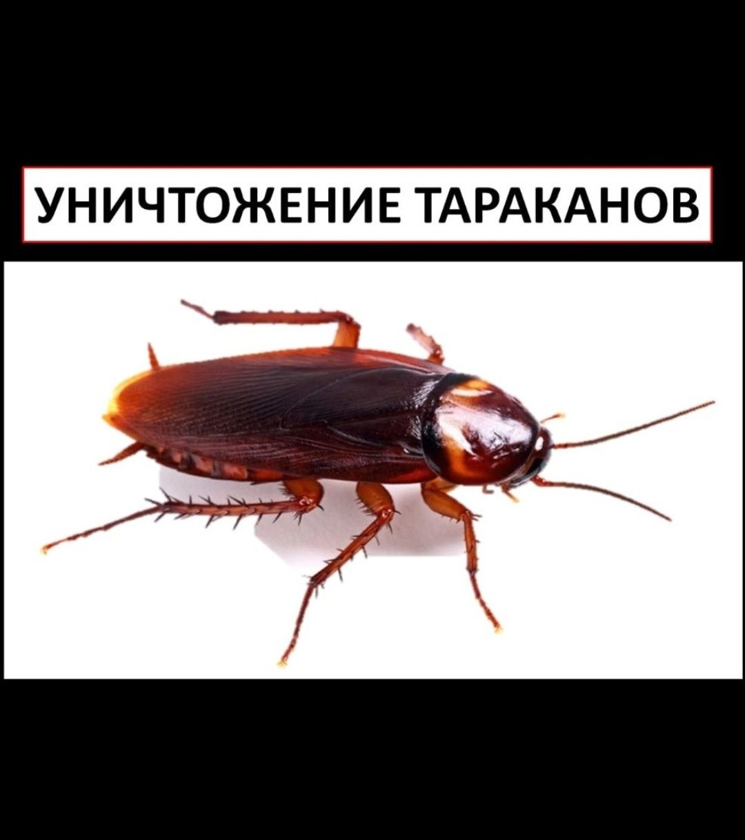 Дезенфекция клопы тараканы