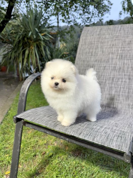 Померан мини момче. Померанче