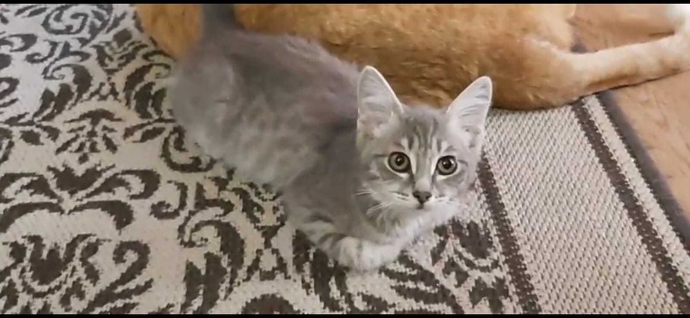 Подкинули домашнего котенка. Нужен дом!