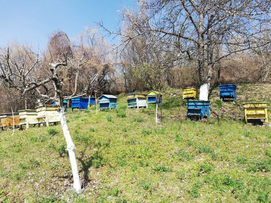 Празни кошери дедан-блат