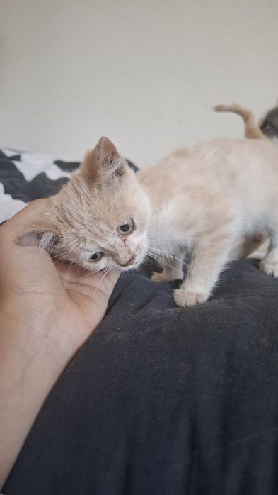 Котята ищет добрых хозяев