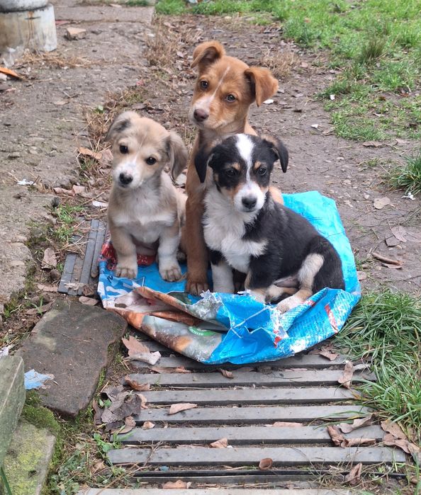Ofer spre adopție 2 cățelușe si 1 câine