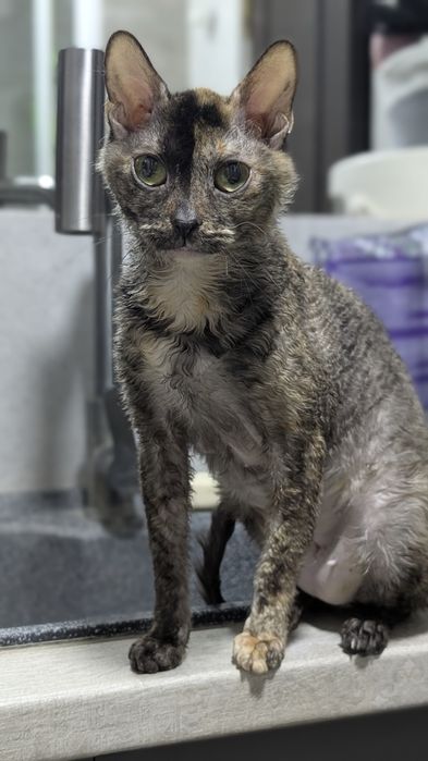 Уральский рекс кошка