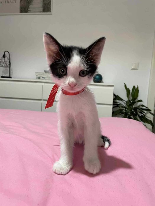 Pisici pentru adoptie