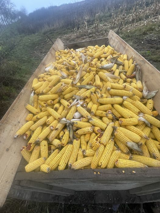 Vand porumb cules recent