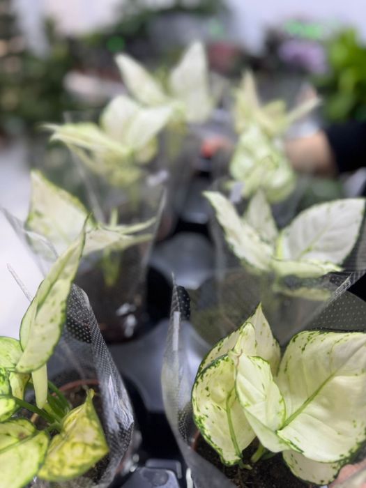 Комнатные растения!