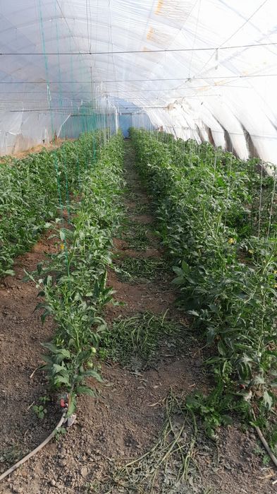 Solar profesional de vanzare, 40m x 10m