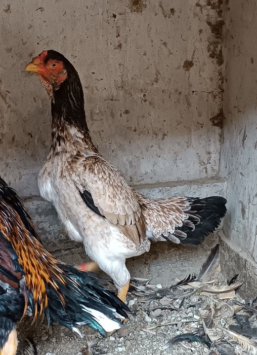 100% toza Oshamo makyoni