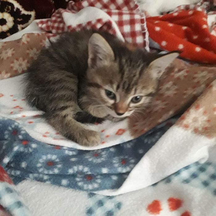 Милые котята ищут любящих хозяев.