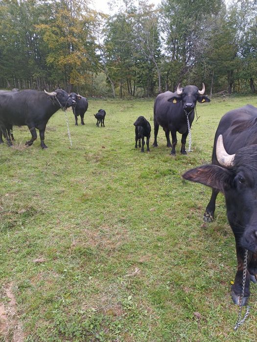 Bivolițe cu viței de două săptămâni