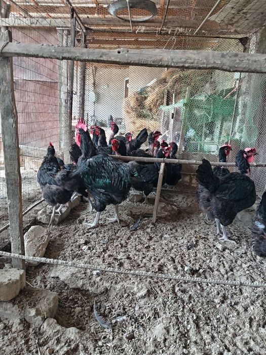 Жуда катта товук ва хурозлар жерси ва кора шахзодалар сотилади