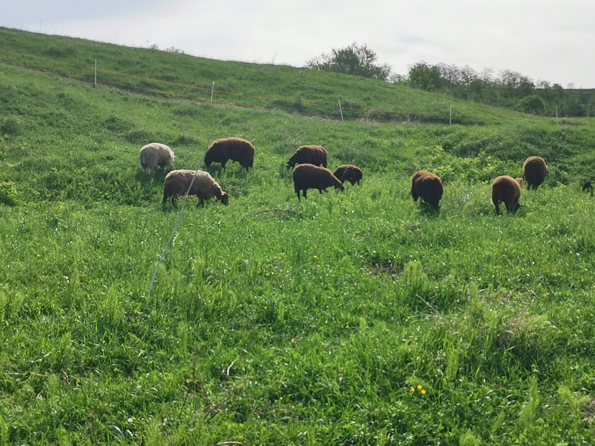 Oi Jura rasa de carne Proveniență Austria