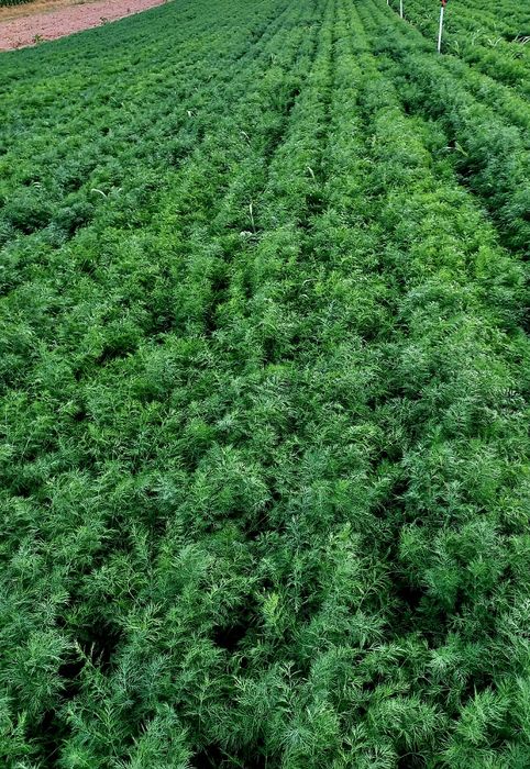 Mărar verde proaspăt din producție proprie – 1 leu/legătură sau la kg