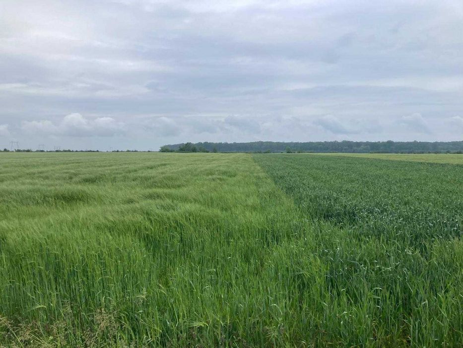 Vand teren intravilan in Sabareni, jud Giurgiu