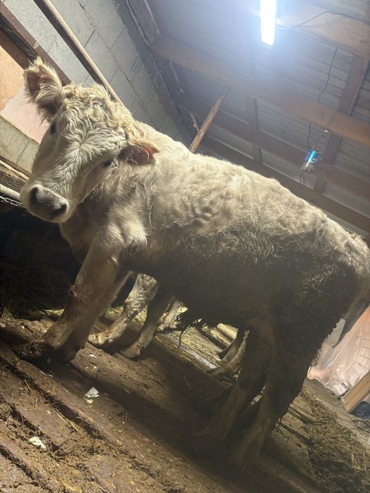 Продам бычок аулие кол 1:4мес