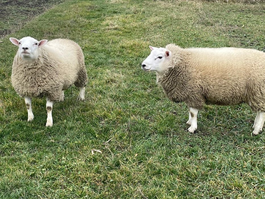 Berbecut rasa Texel linie Marea Britanie