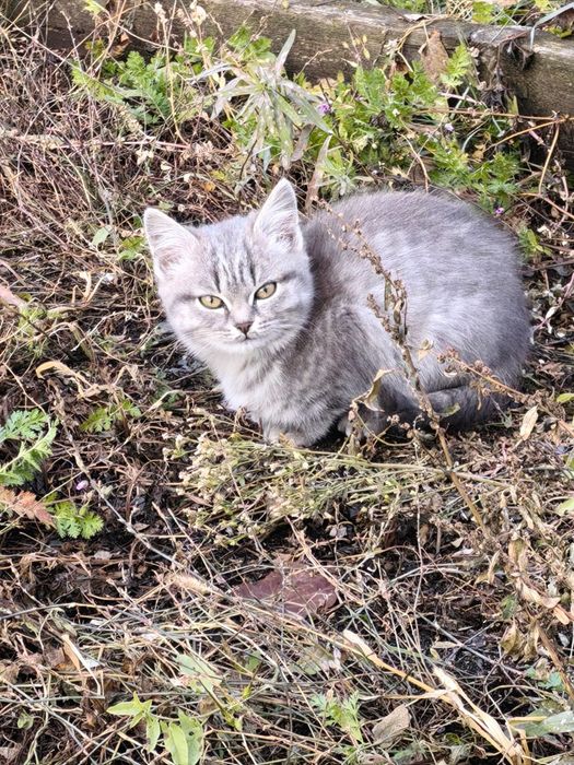 Отдам котят в хорошие руки