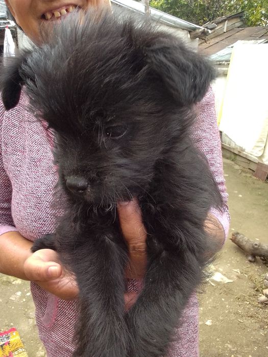 Donez o cățelușă talie mică numai iubitori de animale