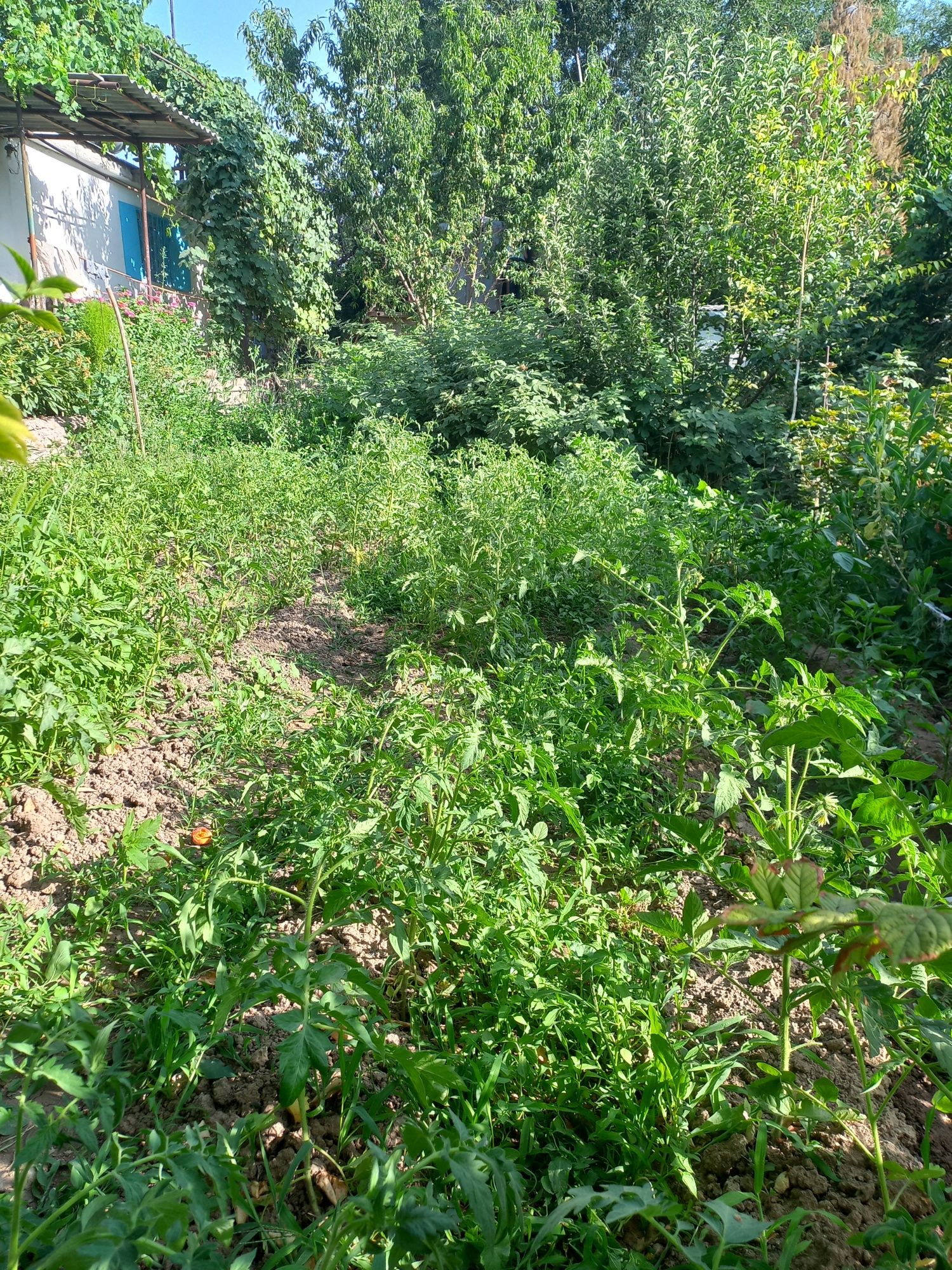 Продаётся дача. Ангрен