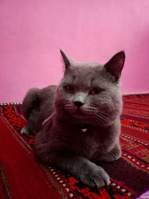 Mushuk vyazkaga Scottish Straight