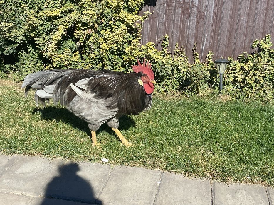 Cocosi de italiene de vanzare