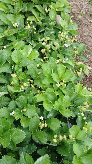 Разсад ягоди холадски и италянски