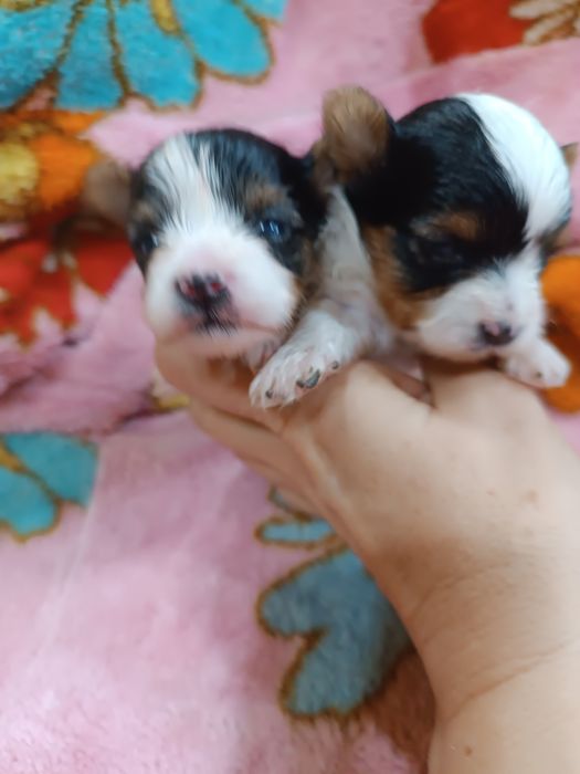 Щенки бивер йорка.резерв